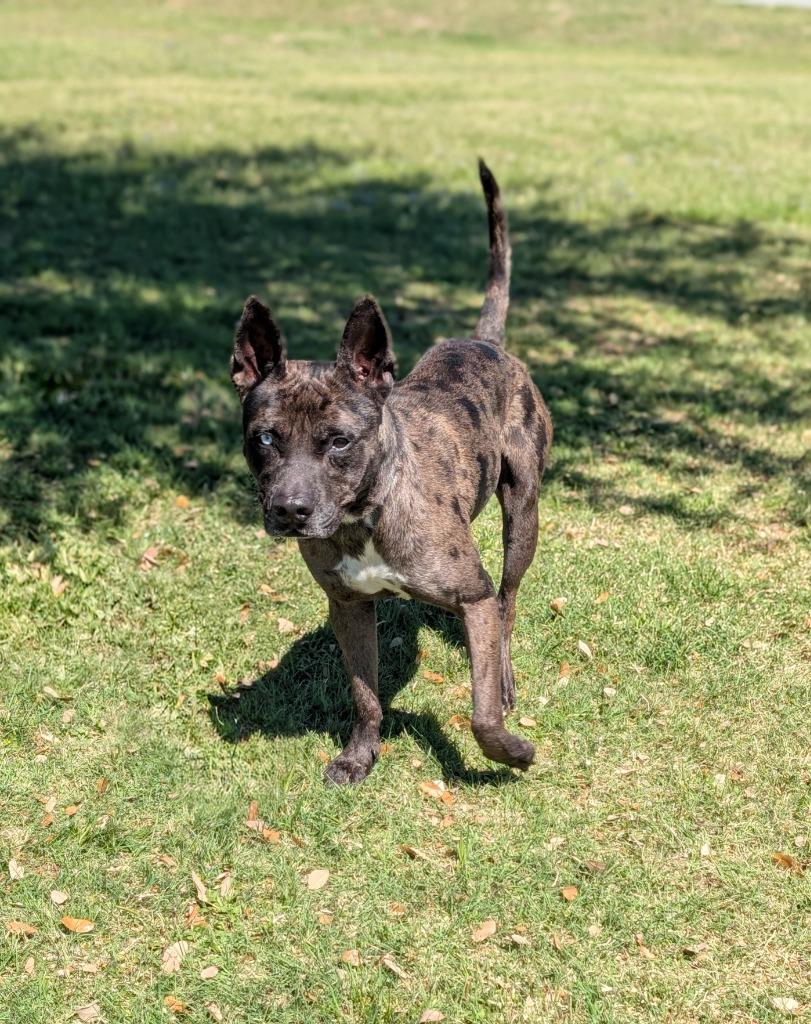 Gunner, a Adoptable Catahoula Leopard Dog in Arlington, TX image 2/5