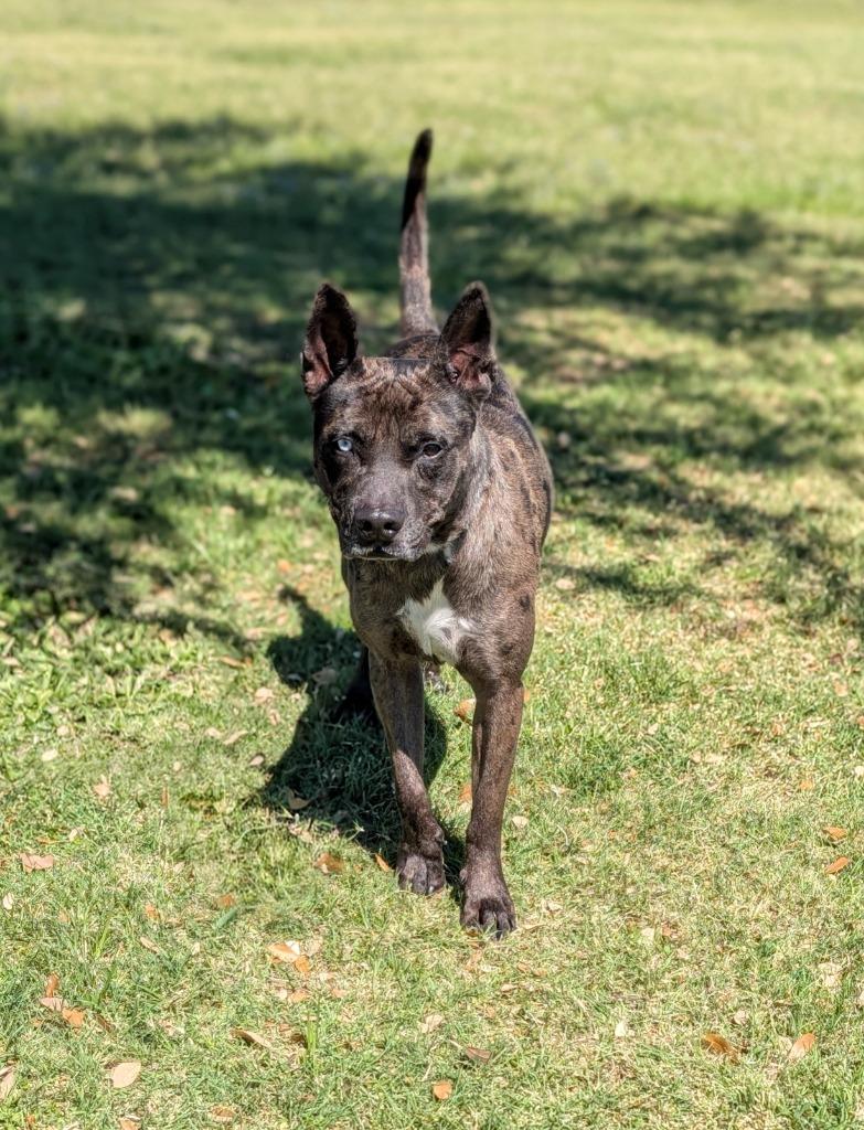 Gunner, a Adoptable Catahoula Leopard Dog in Arlington, TX image 3/5