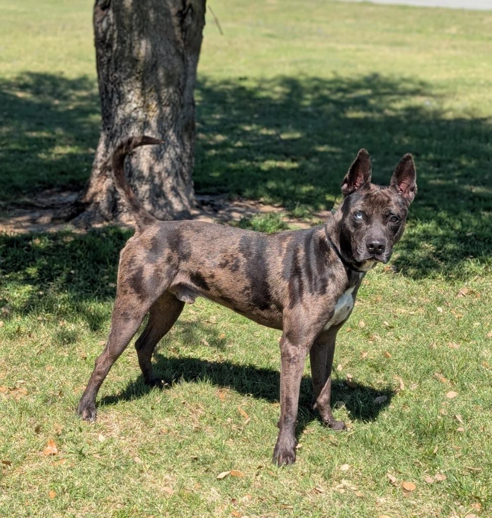 Gunner, a Adoptable Catahoula Leopard Dog in Arlington, TX image 4/5