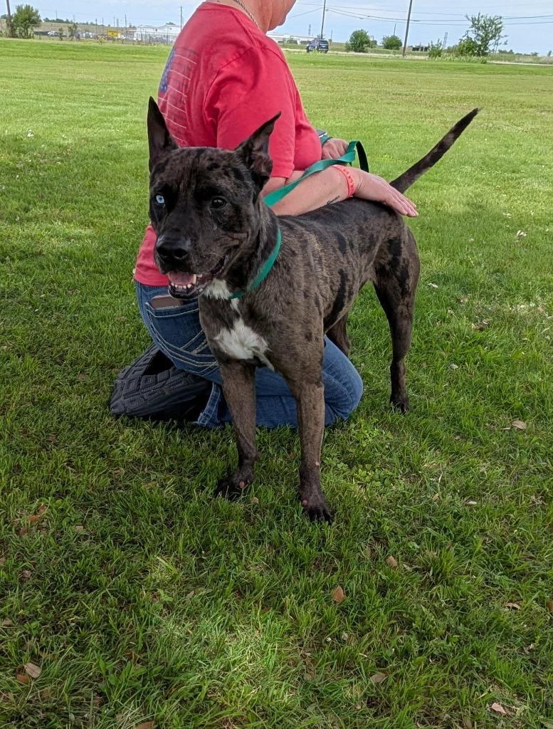 Gunner, a Adoptable Catahoula Leopard Dog in Arlington, TX image 5/5