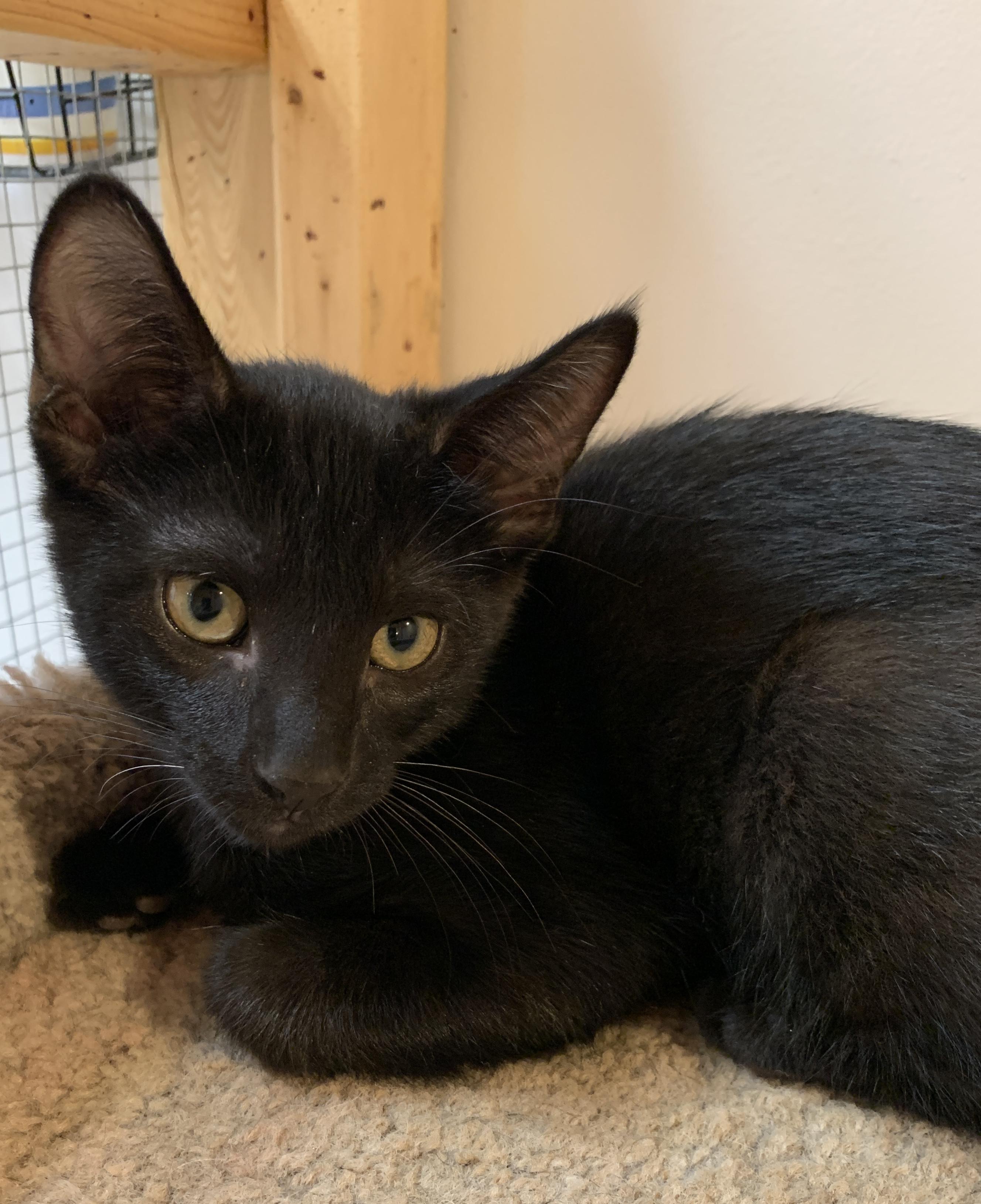 Enlarge River, a Adoptable Domestic Short Hair in Saint Charles, MO image 1/2