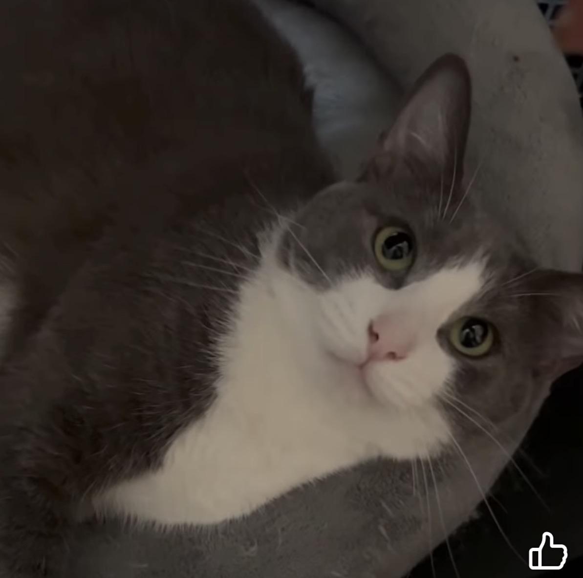 Mama Mia, Adoptable, Adult Female Domestic Short Hair.