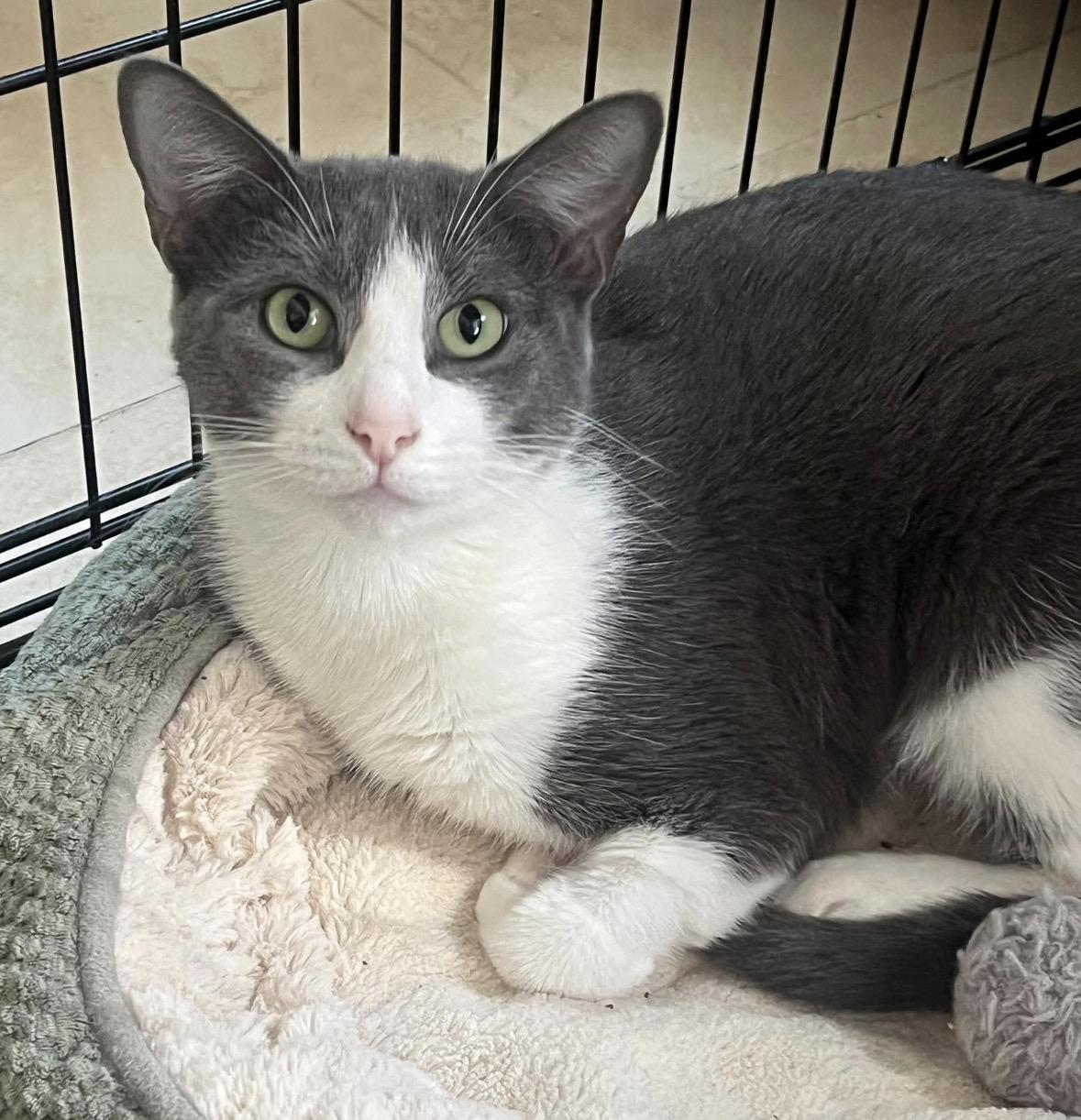 Enlarge Mia, a ADOPTABLE Domestic Short Hair in Huntington Beach, CA image 1/1