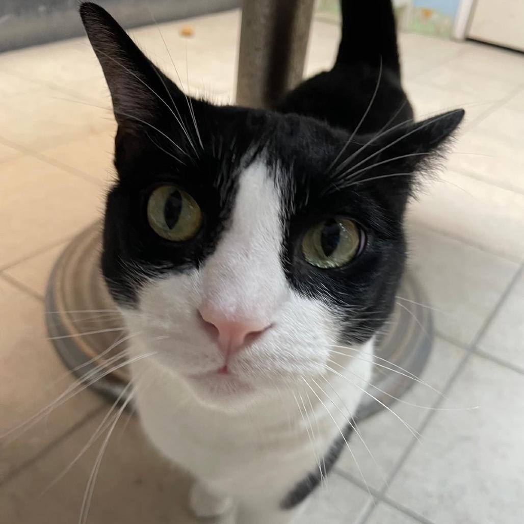 Fenway AKA Riot, Adoptable, Adult Male Domestic Short Hair & Mixed Breed.