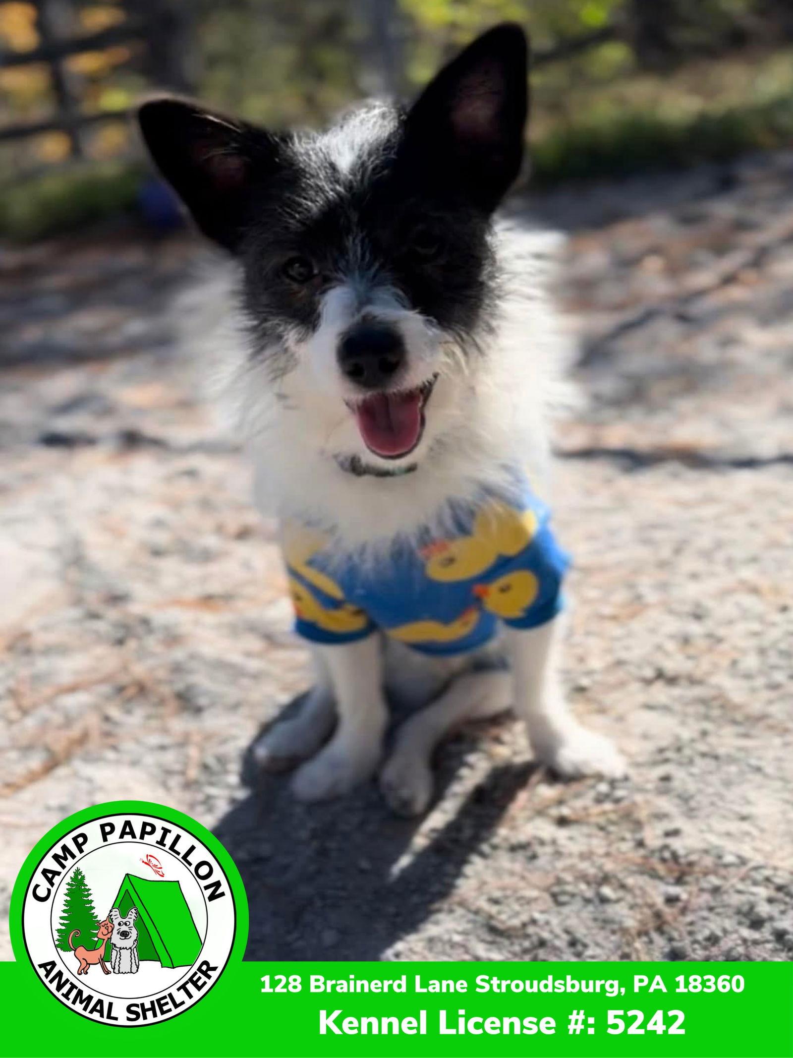 Biscuit, Adopted, Young Male Chihuahua.