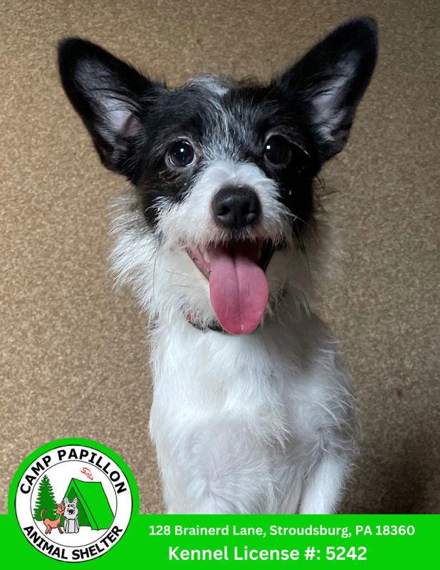 Enlarge Biscuit, a Adopted Chihuahua in Stroudsburg, PA image 2/3