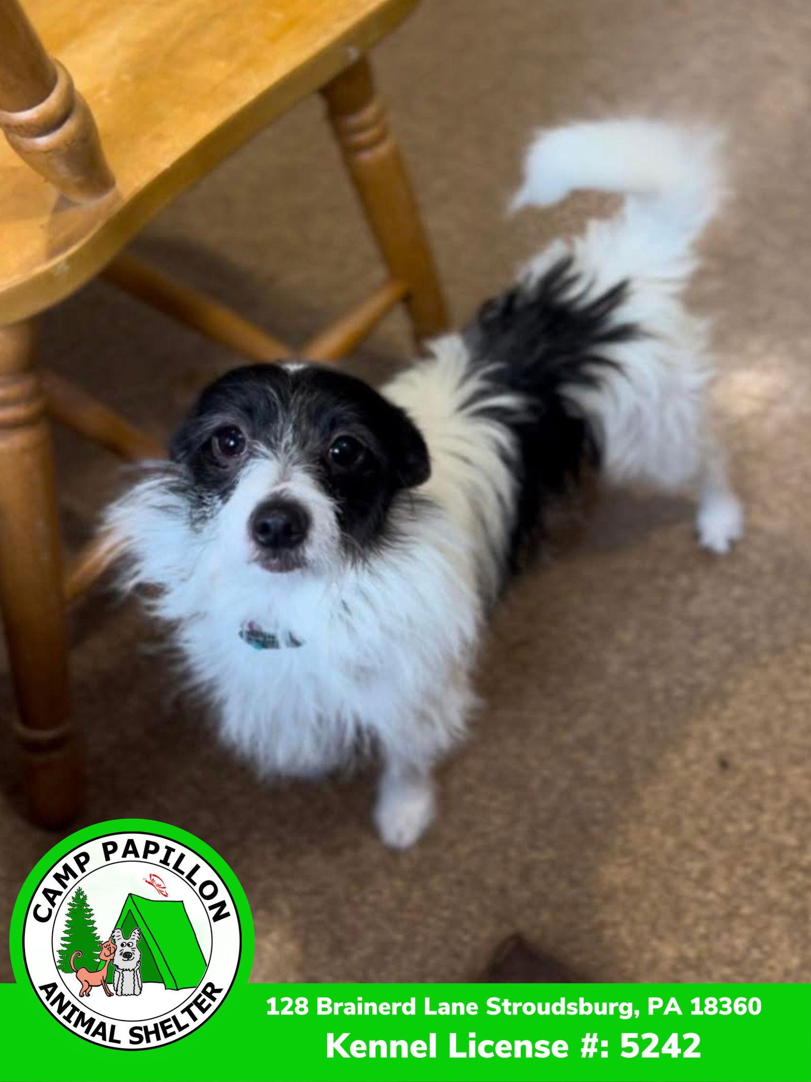 Enlarge Biscuit, a Adopted Chihuahua in Stroudsburg, PA image 3/3