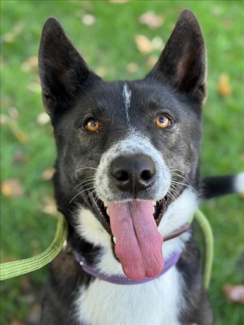 Enlarge *TYR, a Adoptable mixed breed in Woodland, CA image 1/1