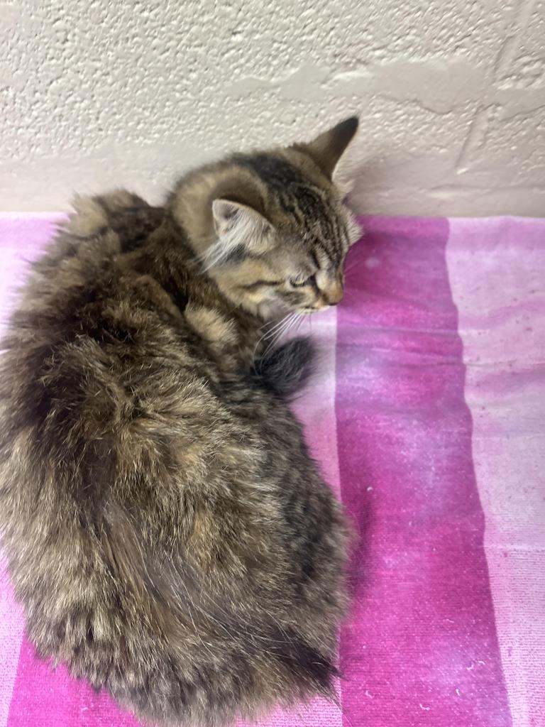 China, Adoptable, Kitten Female Domestic Medium Hair.