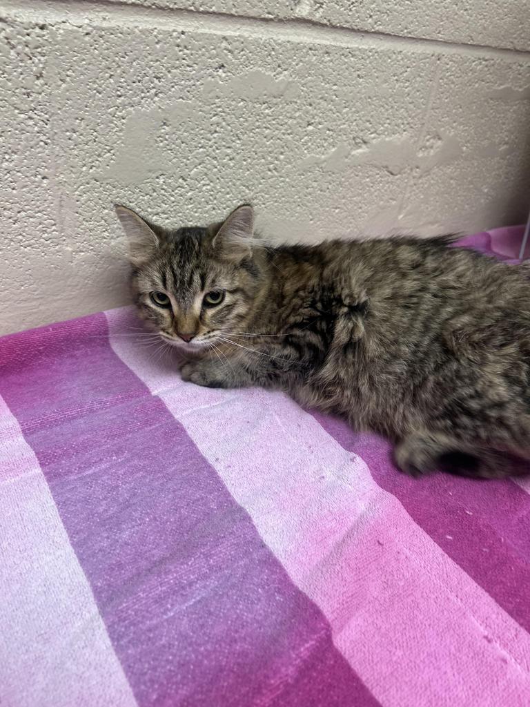 Enlarge China, a Adoptable mixed breed in Rocky Mount, NC image 2/3