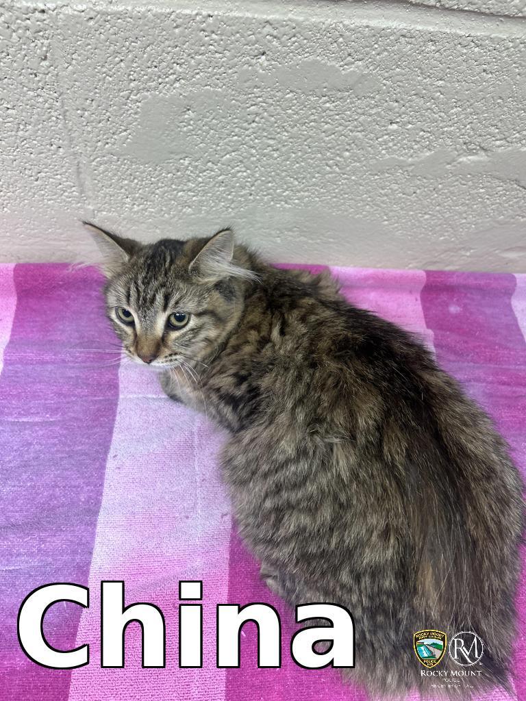 Enlarge China, a Adoptable mixed breed in Rocky Mount, NC image 3/3