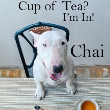 Chai, Adoptable, Senior Female Bull Terrier.