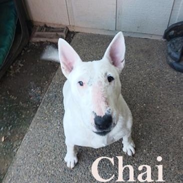 Chai, Adoptable, Senior Female Bull Terrier.