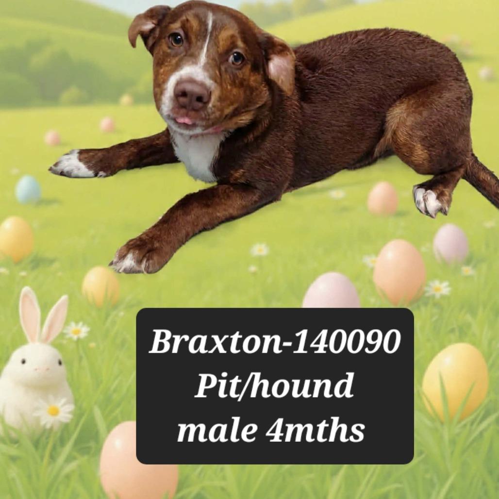 Enlarge Braxton, a Adoptable Pit Bull Terrier in New Tazewell, TN image 1/1