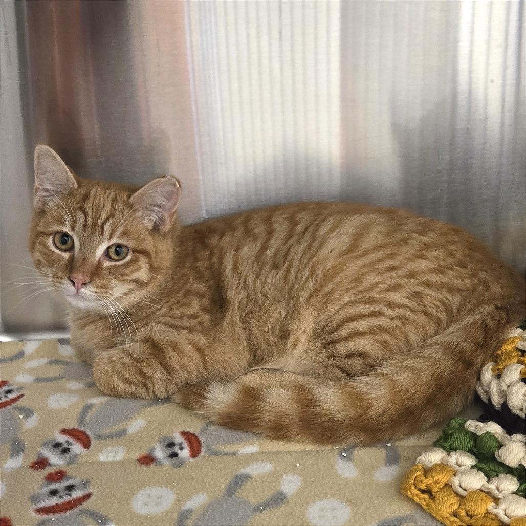 Enlarge Sunny, a Adoptable Domestic Short Hair in Nashville, IN image 1/6