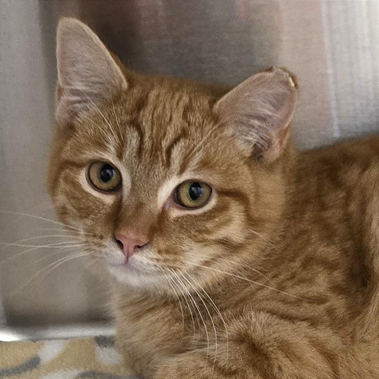 Enlarge Sunny, a Adoptable Domestic Short Hair in Nashville, IN image 2/6