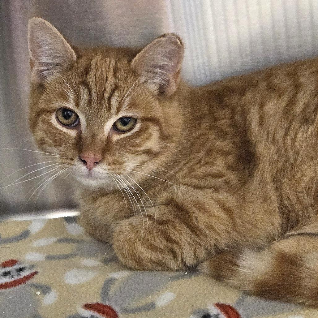 Enlarge Sunny, a Adoptable Domestic Short Hair in Nashville, IN image 3/6