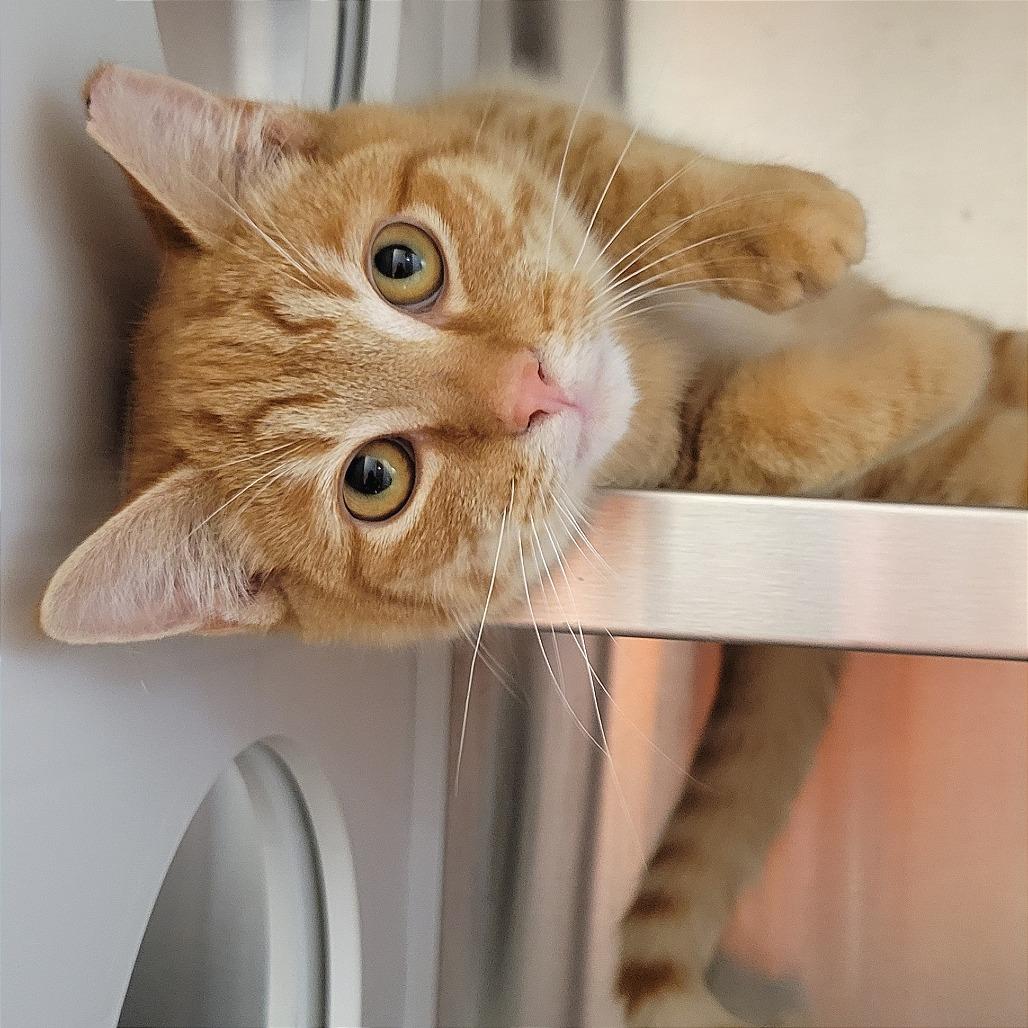 Enlarge Sunny, a Adoptable Domestic Short Hair in Nashville, IN image 4/6