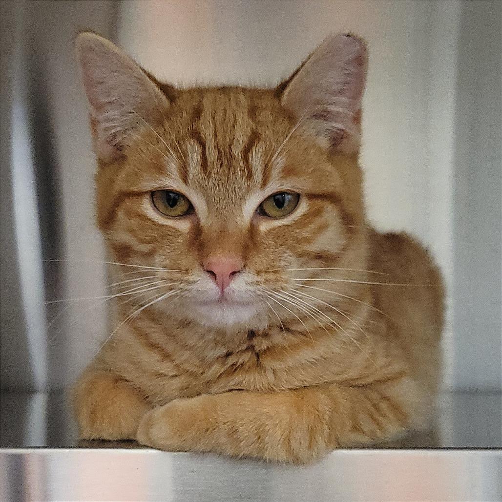 Enlarge Sunny, a Adoptable Domestic Short Hair in Nashville, IN image 5/6