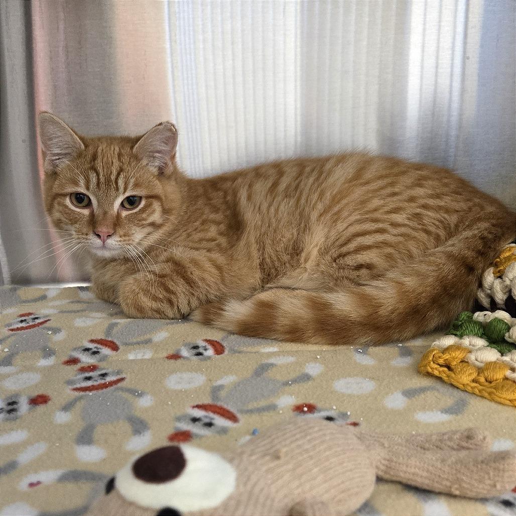 Enlarge Sunny, a Adoptable Domestic Short Hair in Nashville, IN image 6/6