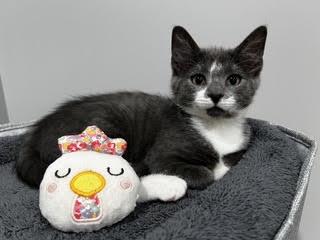Enlarge Galaway-A Little Ball of Fluff & Ready for Fun, a Adoptable Domestic Short Hair in Laurel, MD image 1/6