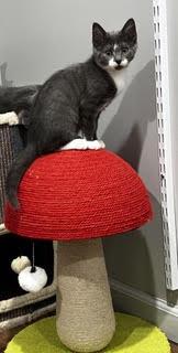 Enlarge Galaway-A Little Ball of Fluff & Ready for Fun, a Adoptable Domestic Short Hair in Laurel, MD image 5/6
