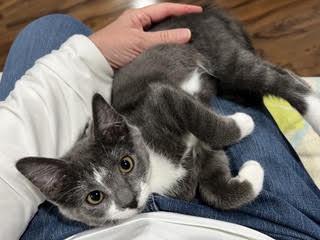 Enlarge Galaway-A Little Ball of Fluff & Ready for Fun, a Adoptable Domestic Short Hair in Laurel, MD image 3/6