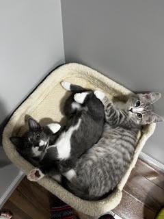 Enlarge Galaway-A Little Ball of Fluff & Ready for Fun, a Adoptable Domestic Short Hair in Laurel, MD image 4/6