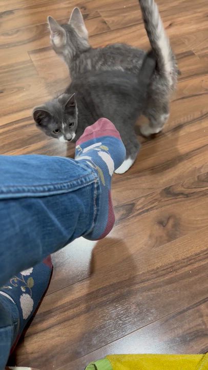 Enlarge Galaway-A Little Ball of Fluff & Ready for Fun, a Adoptable Domestic Short Hair in Laurel, MD video 2/6