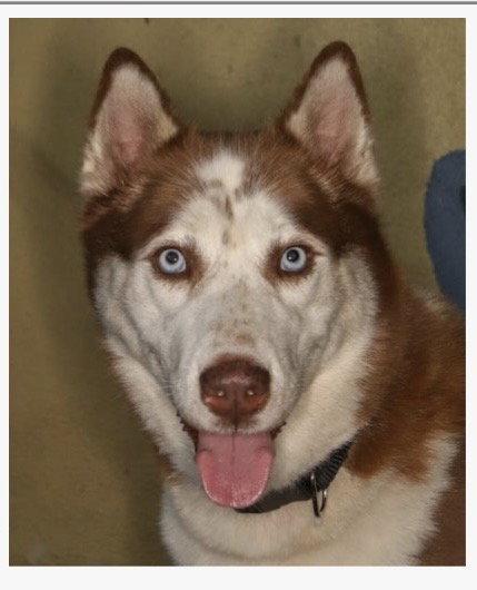 Enlarge Harriet, a Adoptable Husky in Fort Pierce, FL image 1/1