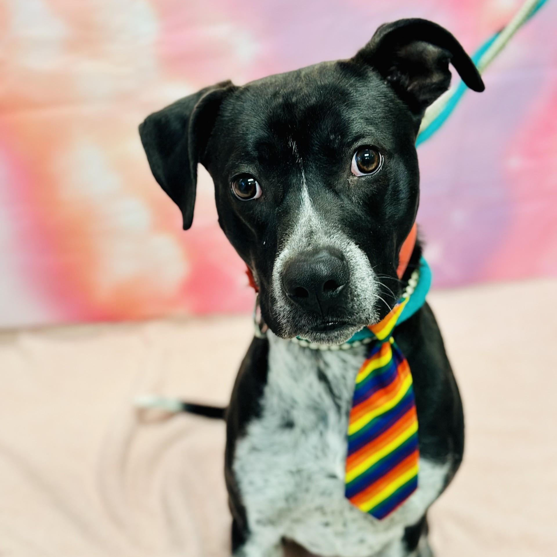 Arlo, adopted, Young Male Pointer & Collie.