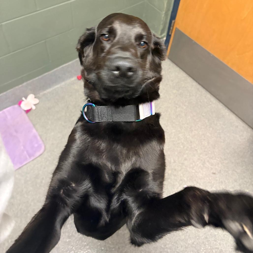 Enlarge Midnight, a Adoptable Black Labrador Retriever in Brockton, MA image 1/4