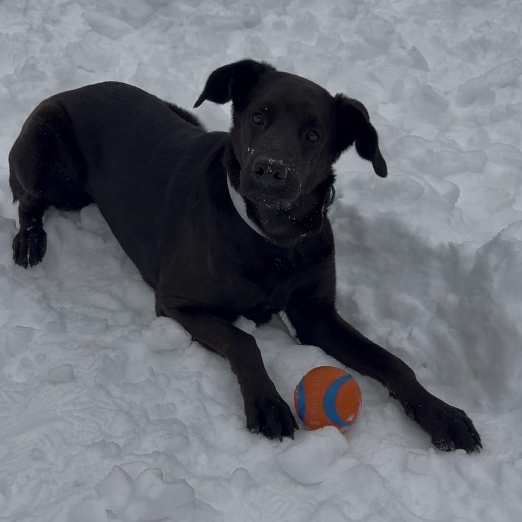 Enlarge Midnight, a Adoptable Black Labrador Retriever in Brockton, MA image 2/4