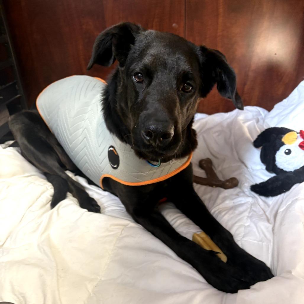 Enlarge Midnight, a Adoptable Black Labrador Retriever in Brockton, MA image 3/4