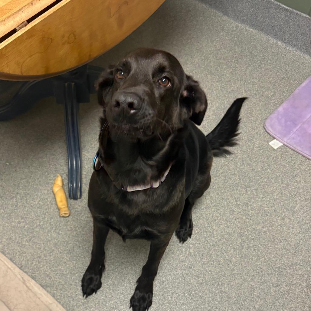 Enlarge Midnight, a Adoptable Black Labrador Retriever in Brockton, MA image 4/4