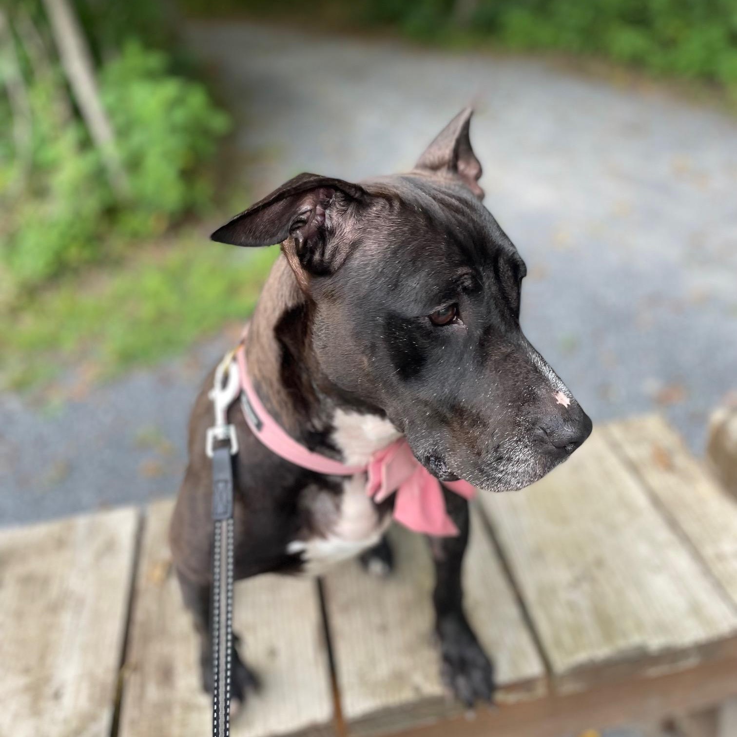 Fiona, Adoptable, Young Female Terrier.