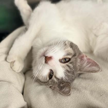 Enlarge Cotton Candy, a Adopted Domestic Short Hair in Adrian, MI image 3/3
