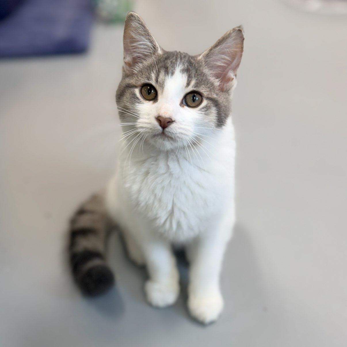 Enlarge Cotton Candy, a Adopted Domestic Short Hair in Adrian, MI image 1/3