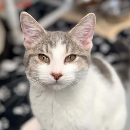 Enlarge Cotton Candy, a Adopted Domestic Short Hair in Adrian, MI image 2/3