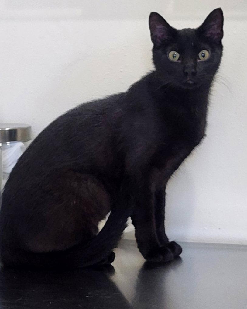 Enlarge Mia, a Adoptable Domestic Medium Hair in Blairsville, GA image 1/3