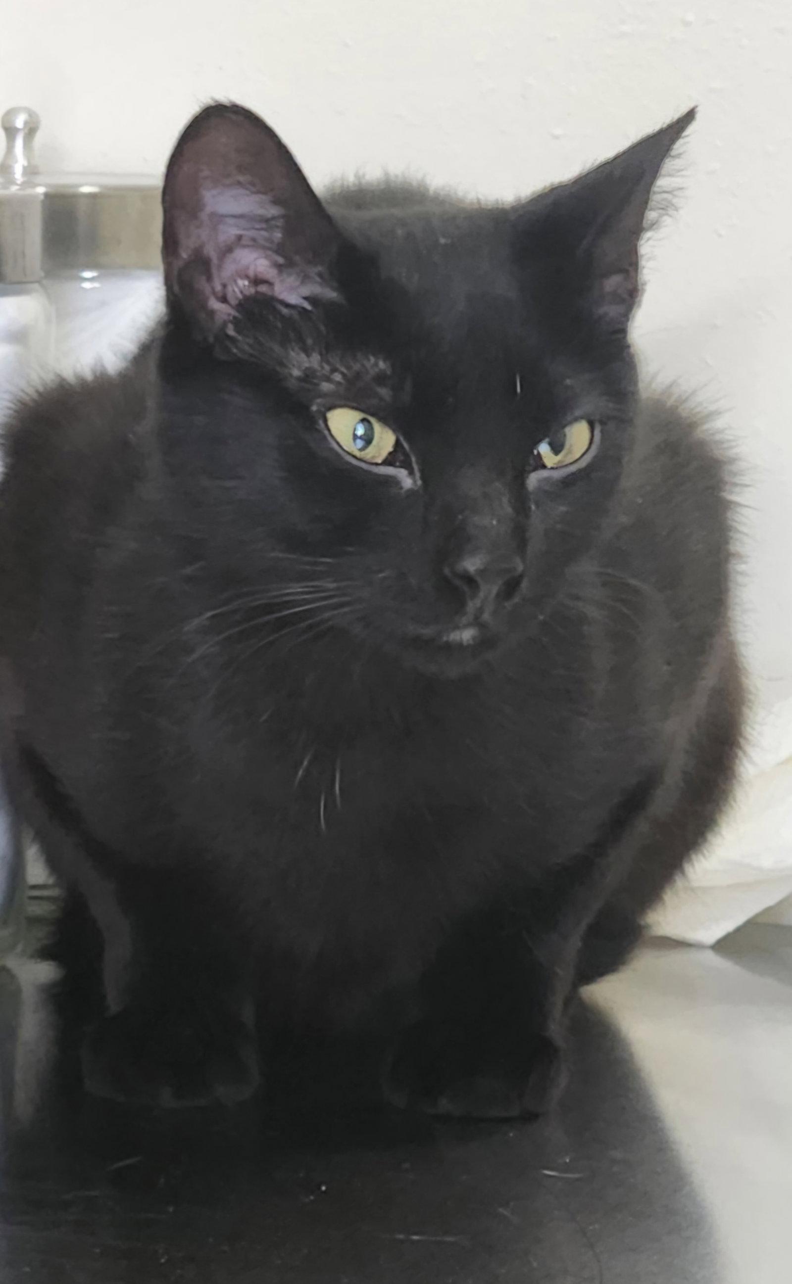 Enlarge Mia, a Adoptable Domestic Medium Hair in Blairsville, GA image 2/3