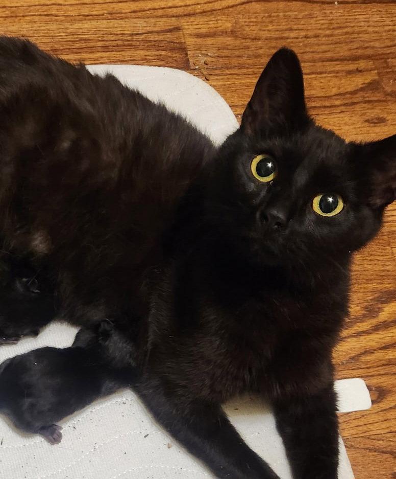 Mia, Adoptable, Adult Female Domestic Medium Hair.