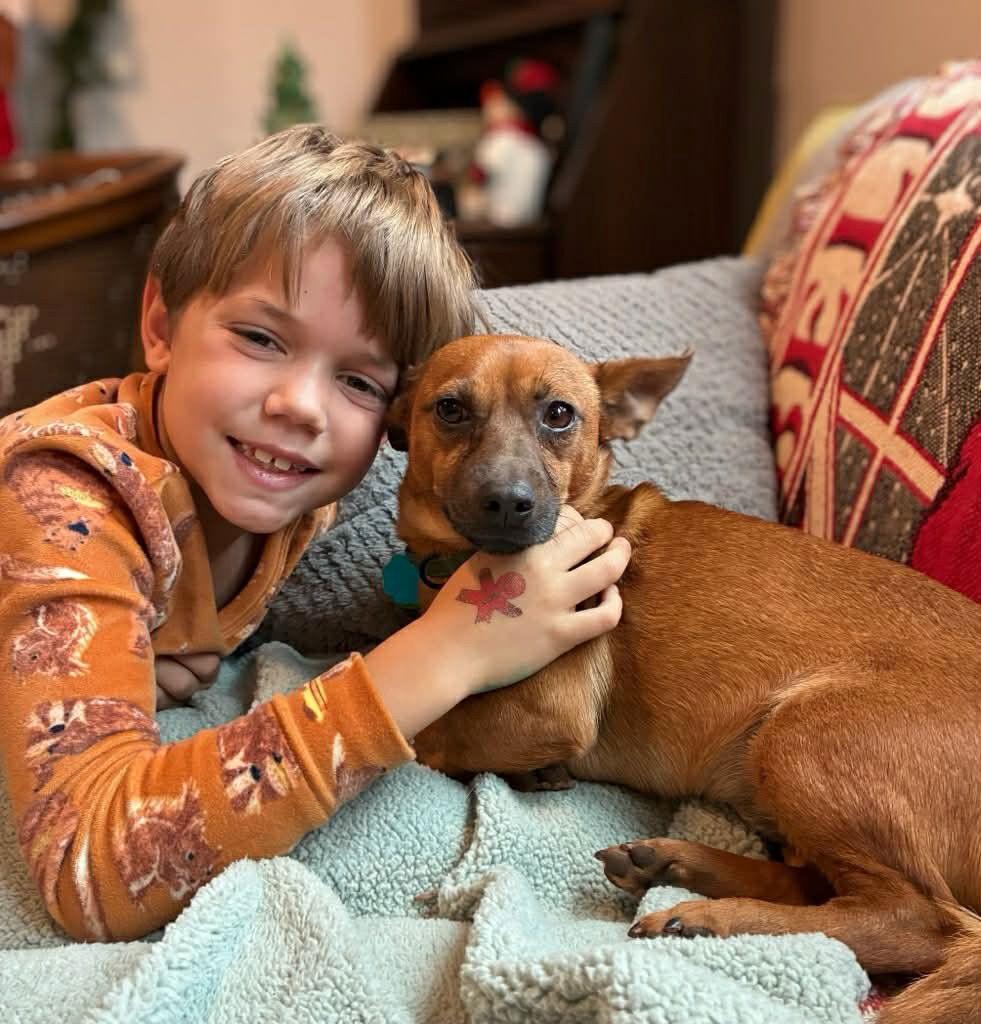 Scooter, Adoptable, Adult Male Dachshund.