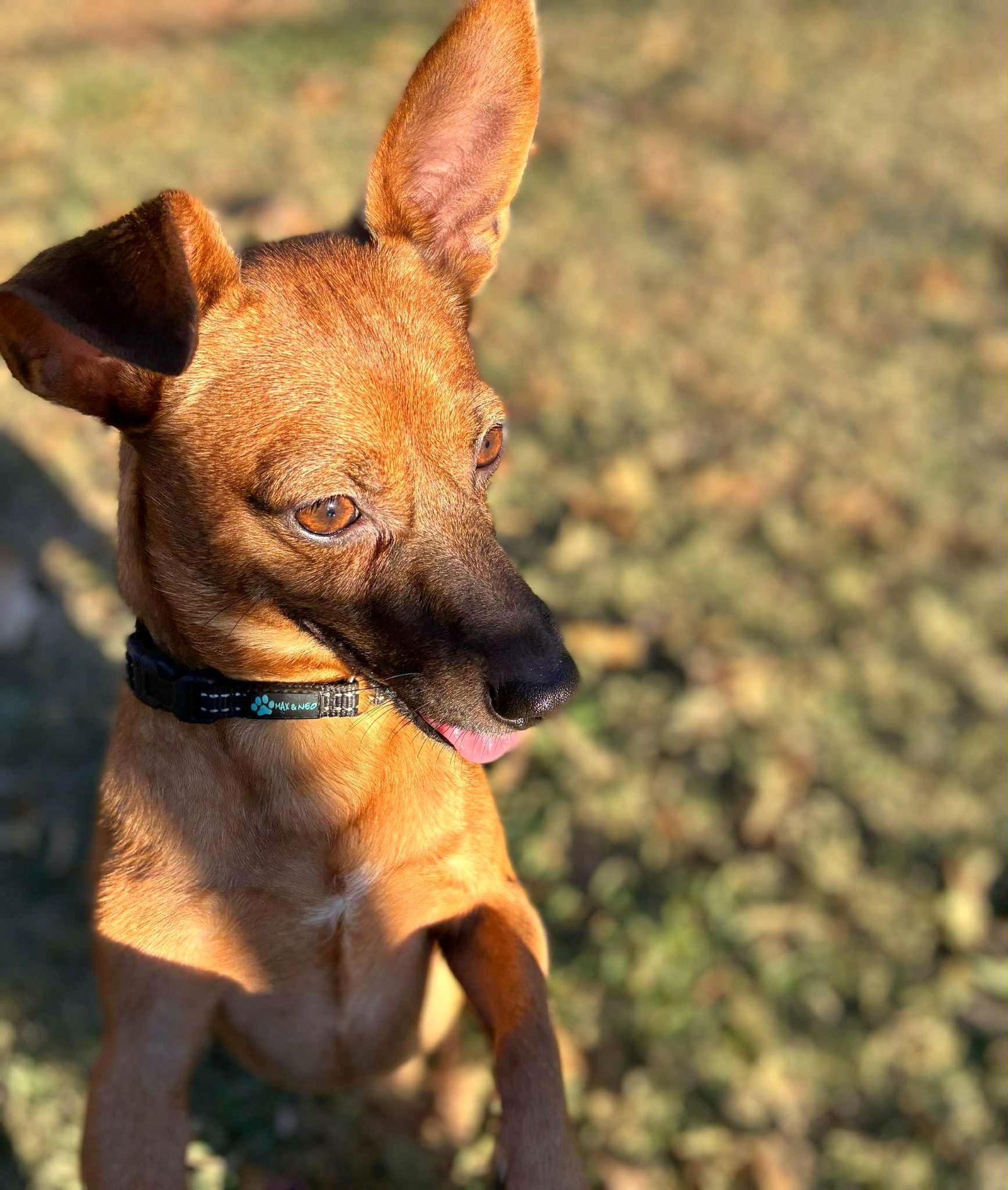 Scooter, a Adoptable Dachshund in Arlington, VA image 1/3