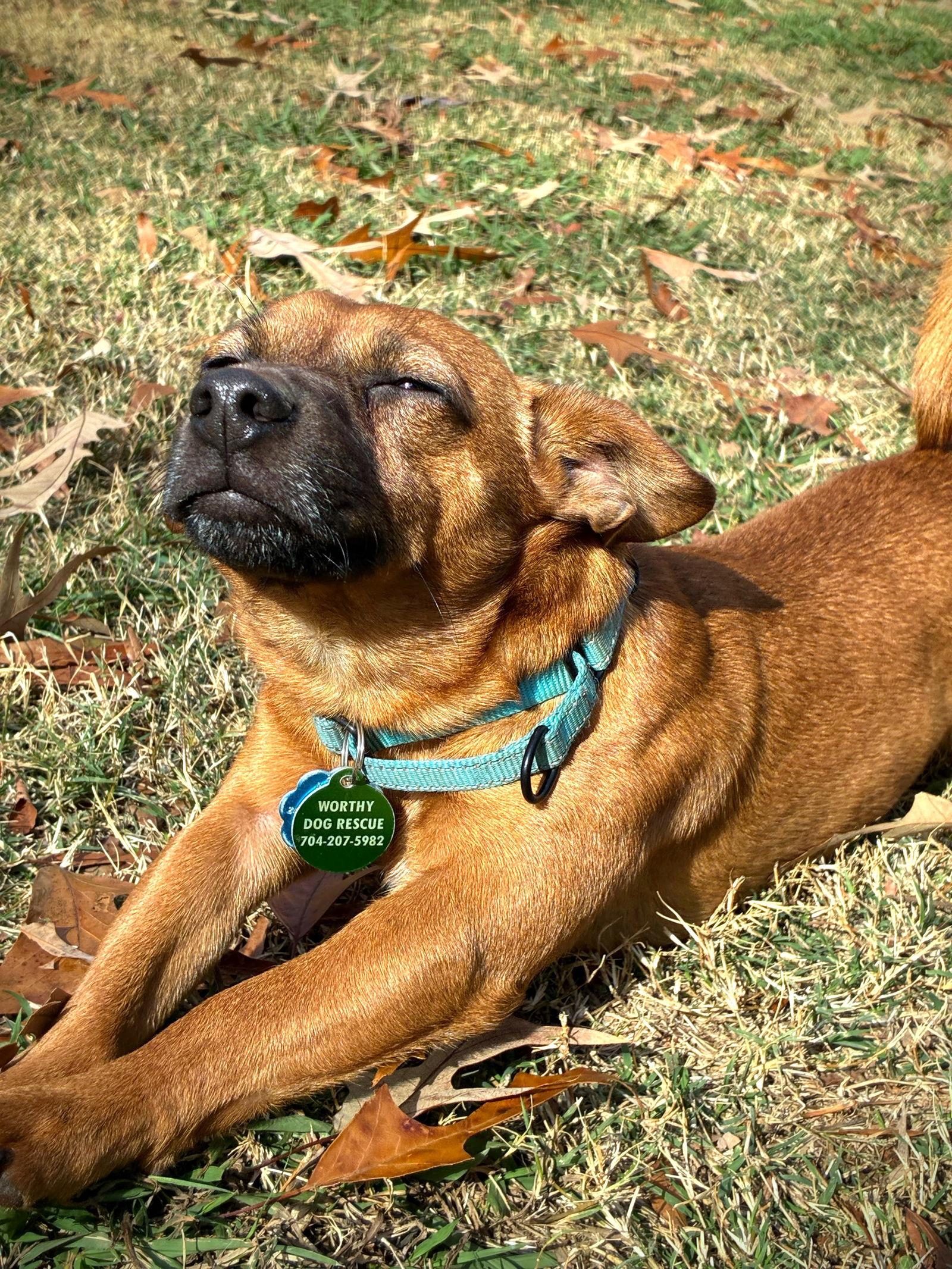 Scooter, a Adoptable Dachshund in Arlington, VA image 2/3