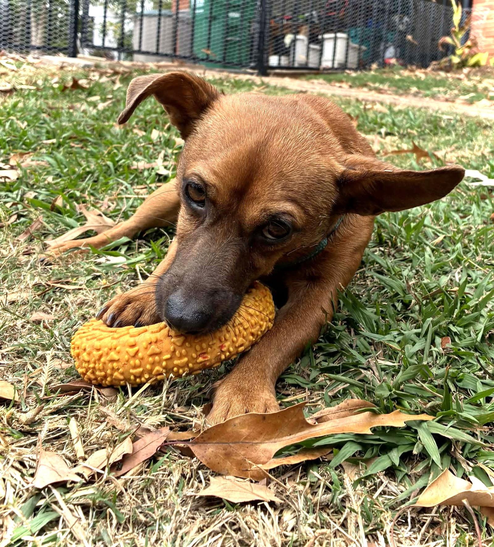 Scooter, a Adoptable Dachshund in Arlington, VA image 3/3