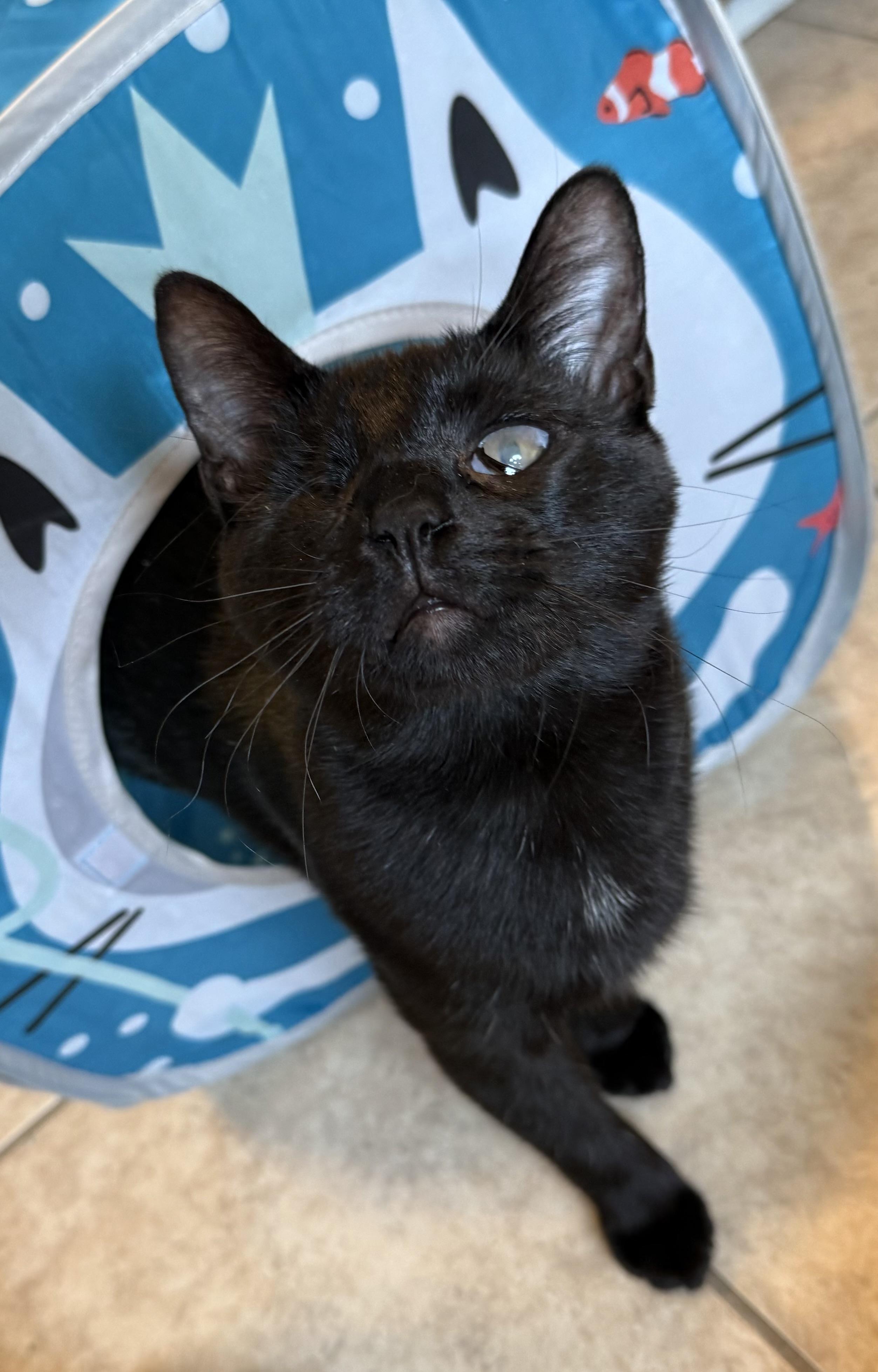 Wonka, Adoptable, Kitten Male Domestic Short Hair.