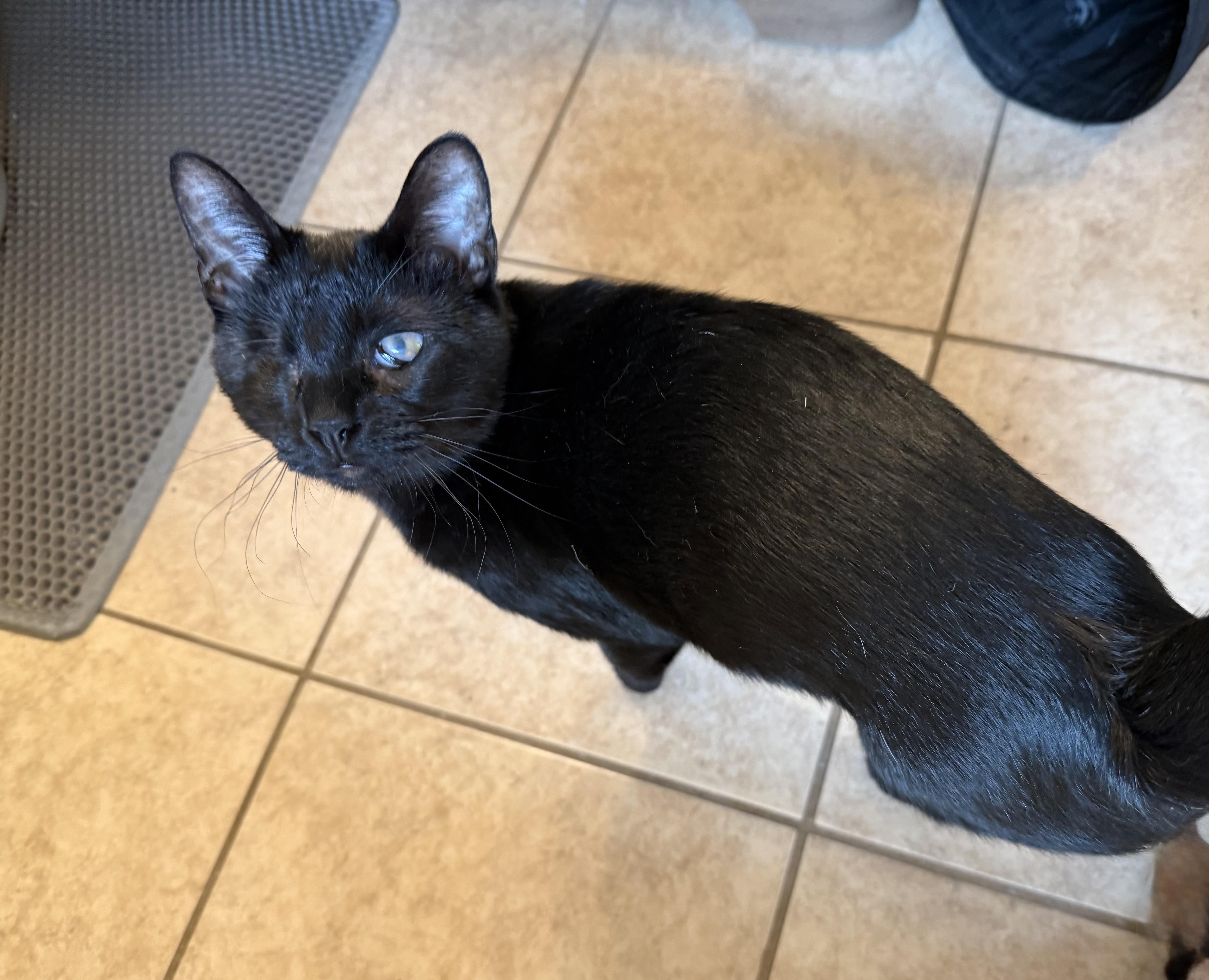 Wonka, a Adoptable Domestic Short Hair in Houston, TX image 2/5
