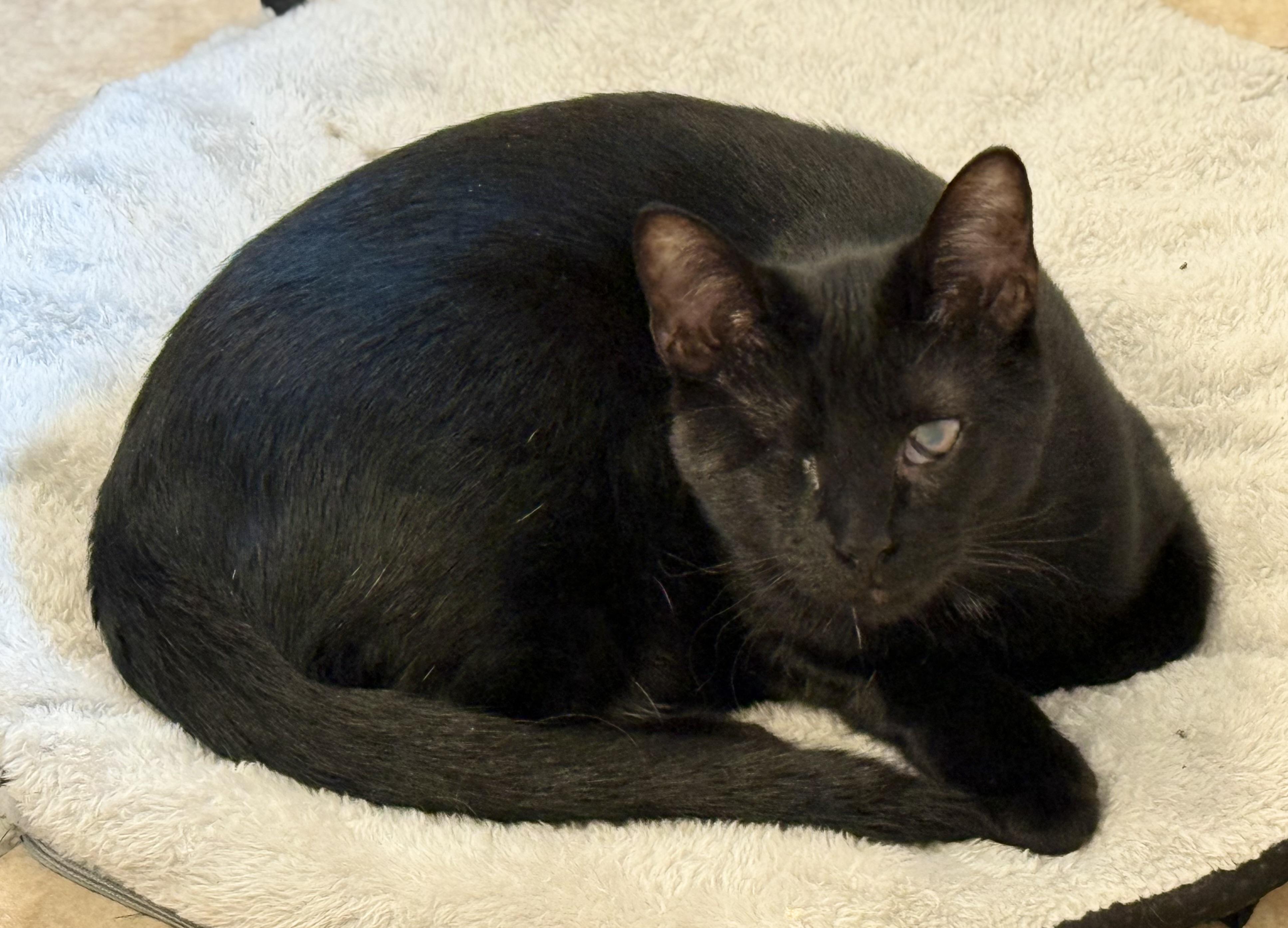 Wonka, a Adoptable Domestic Short Hair in Houston, TX image 3/5