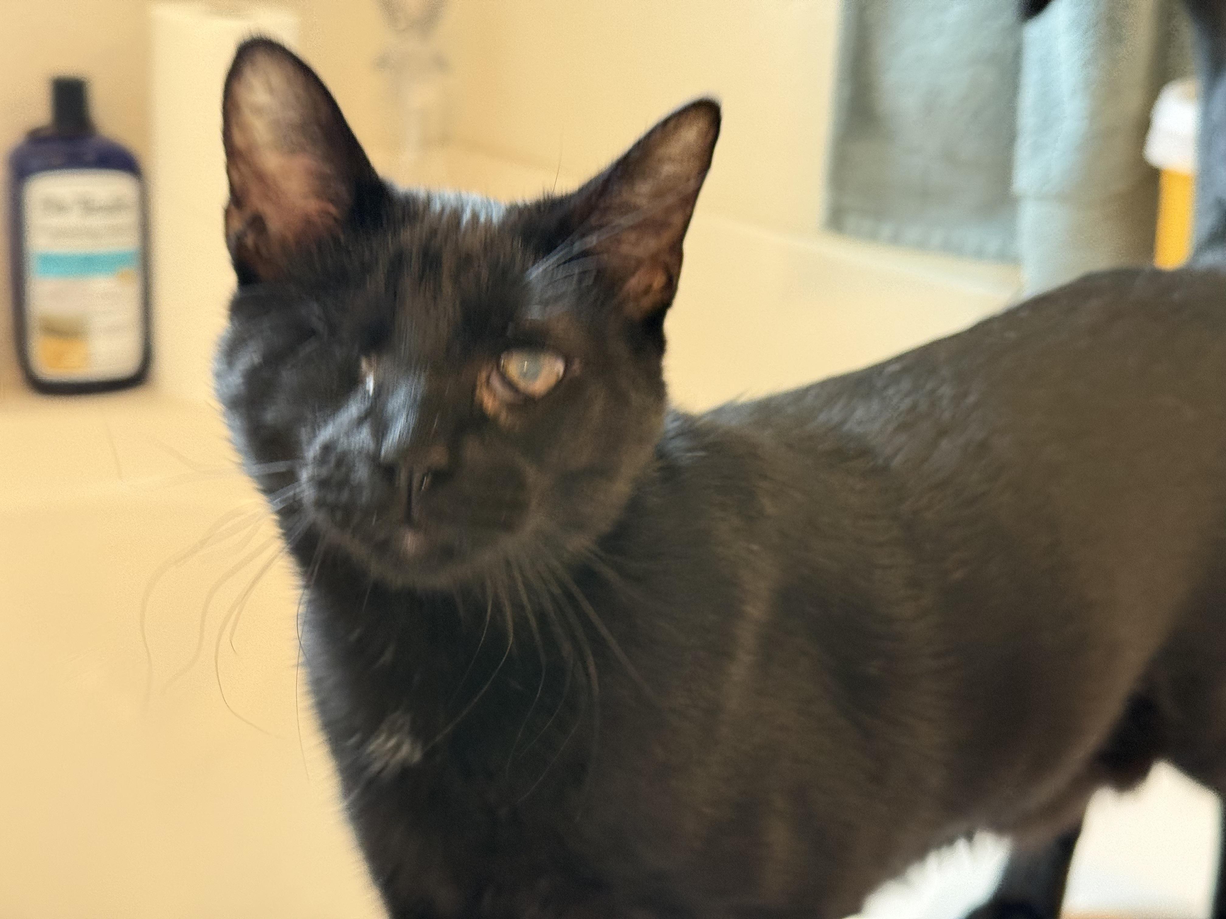 Wonka, a Adoptable Domestic Short Hair in Houston, TX image 4/5